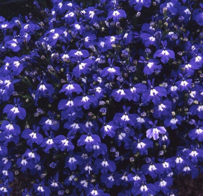 LOBELIA Sapphire