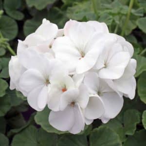 GERANIUM White