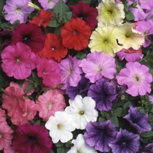 PETUNIA Fantasia Mixed