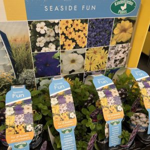 Collections – Seaside Fun