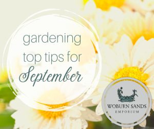 Read more about the article Gardening Top Tips for September