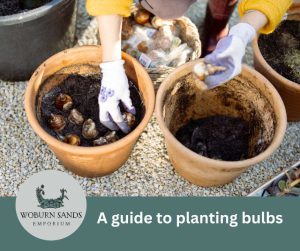 Read more about the article Planting bulbs