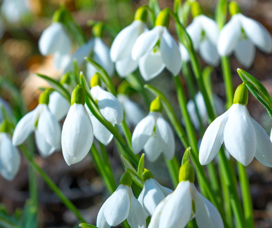 Read more about the article How To Wake Up Your Garden After The Winter Months