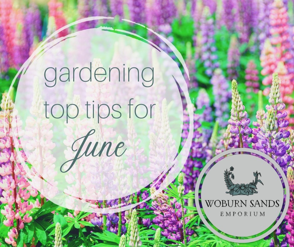 You are currently viewing Gardening Top Tips for June