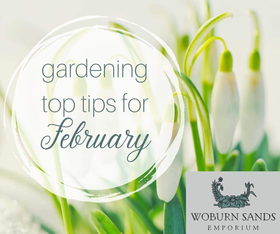 You are currently viewing Gardening Top Tips for February