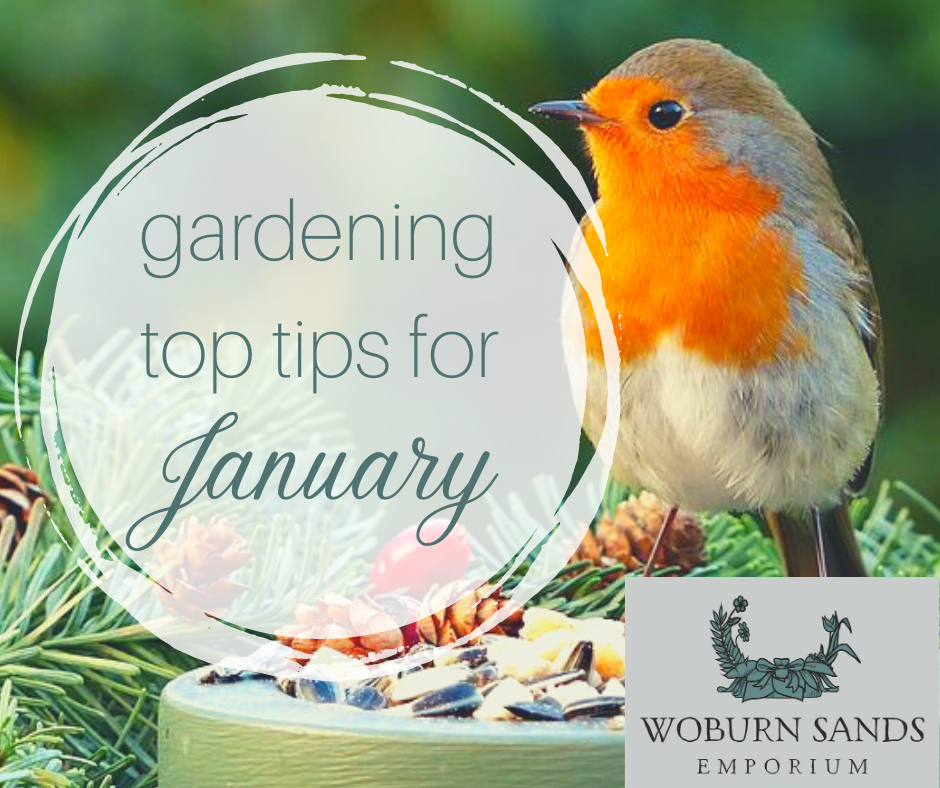 You are currently viewing Gardening Top Tips for January