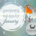 Gardening Top Tips for January