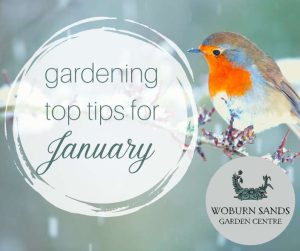 Read more about the article Gardening Top Tips for January