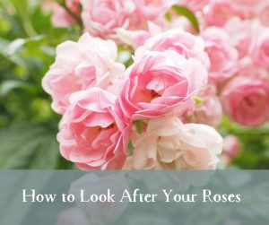 Read more about the article How to Look After Your Roses