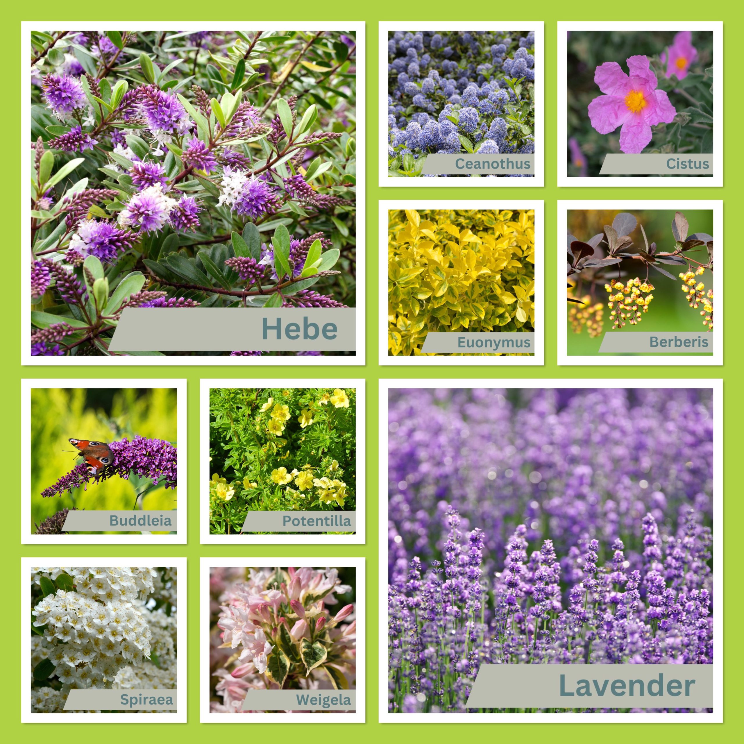 You are currently viewing Our ten favourite easy to care for shrubs