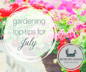 Read more about the article Gardening Top Tips for July