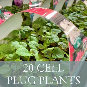 20 Cell Plug Plants