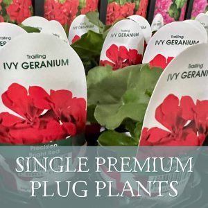 Single Premium Plants