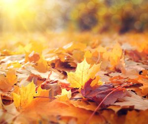 Read more about the article Preparing A Garden For The Autumn Months