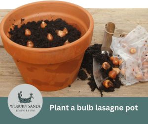 Read more about the article How to plant a bulb lasagne pot