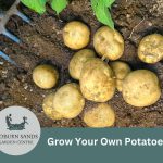 Grow Your Own Potatoes