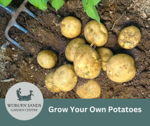 Read more about the article Grow Your Own Potatoes