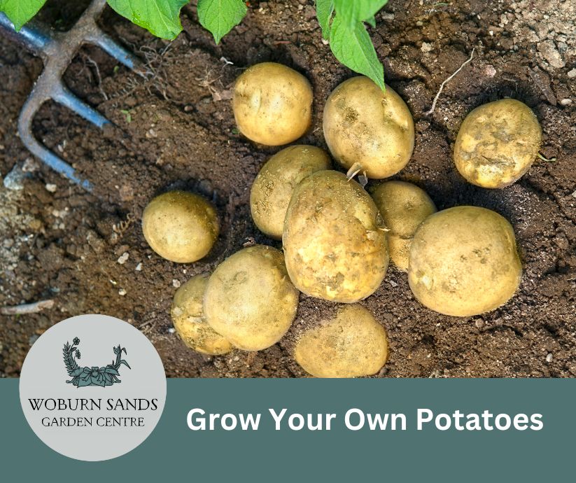 You are currently viewing Grow Your Own Potatoes