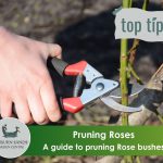 Pruning Rose bushes