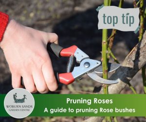 Read more about the article Pruning Rose bushes