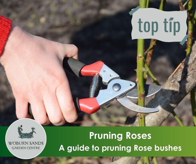 You are currently viewing Pruning Rose bushes