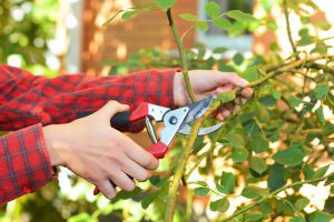 Read more about the article Pruning Climbing Roses