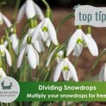 Dividing Snowdrops – get more plants free!