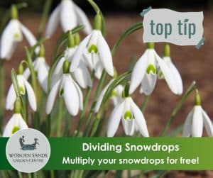 Read more about the article Dividing Snowdrops – get more plants free!