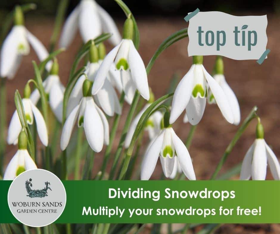 You are currently viewing Dividing Snowdrops – get more plants free!